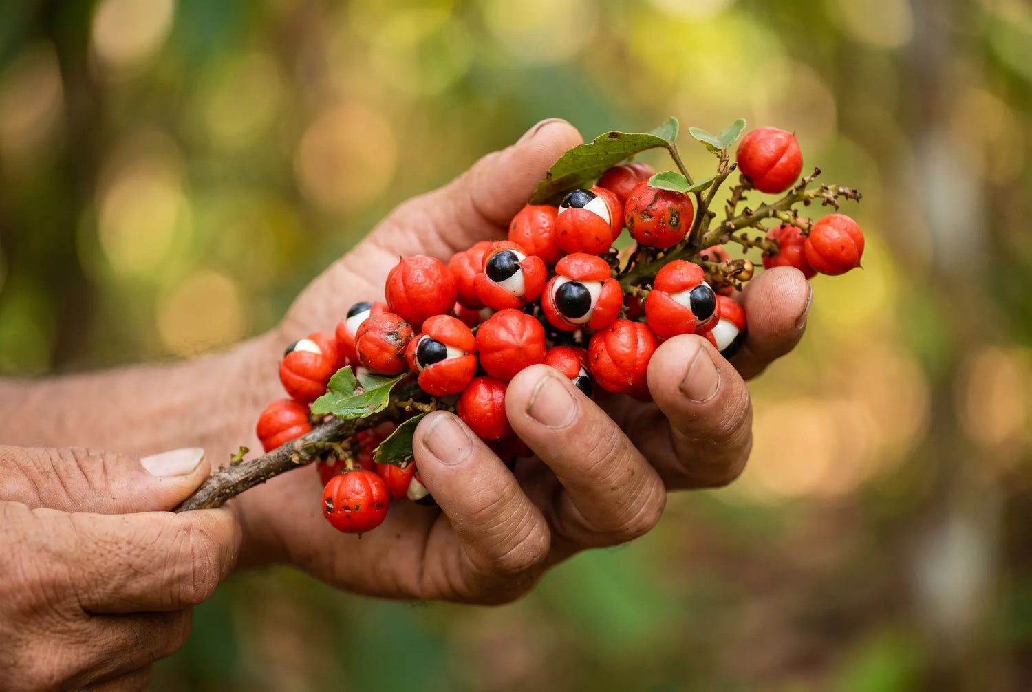 Guarana in een afslankformule: wat doet het precies?
